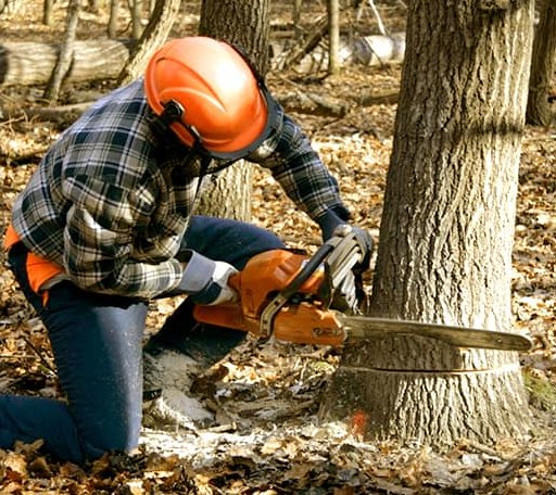 Tree Removal in Erie, KS
